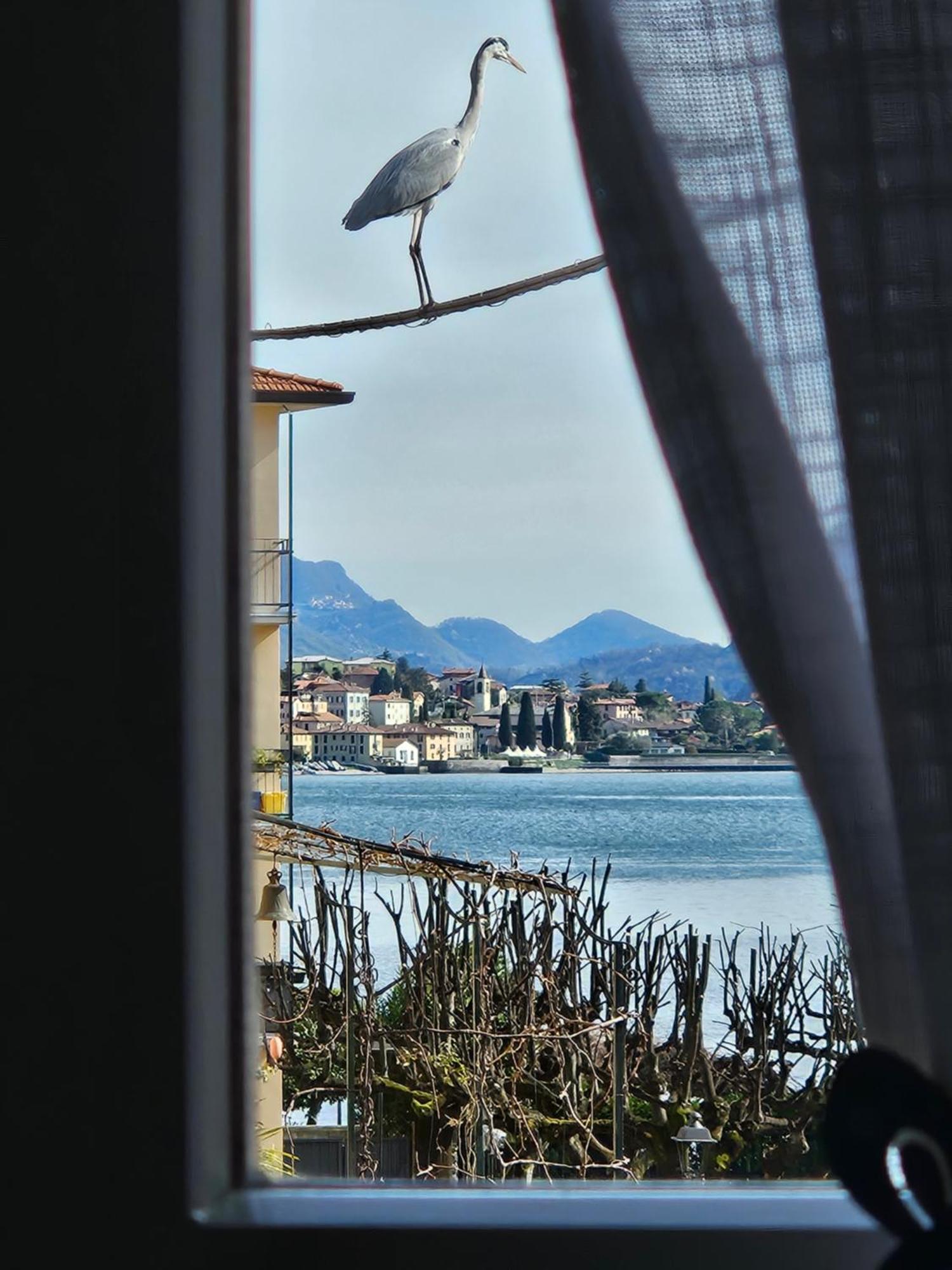 L'Airone - Casa Vacanza Mandello del Lario Eksteriør billede