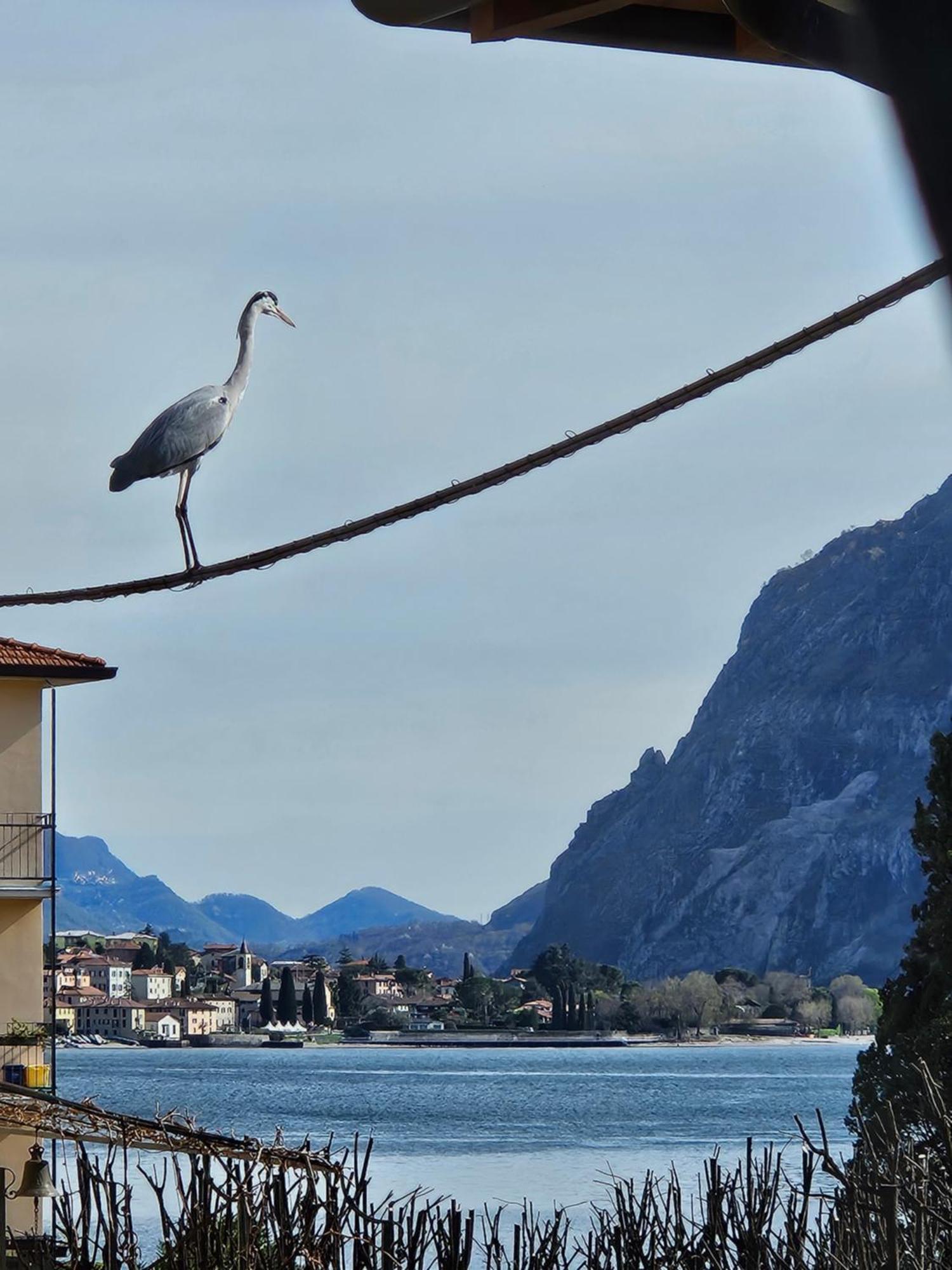 L'Airone - Casa Vacanza Mandello del Lario Eksteriør billede